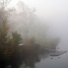 Foggy Ducks
